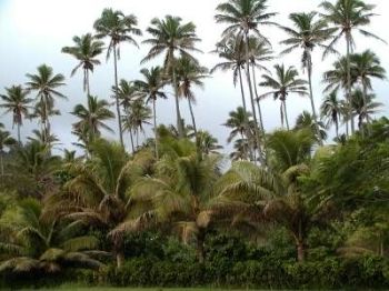 Palmen gibt es Ã¼berall auf der Insel