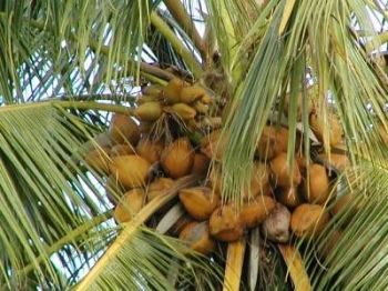 Never lie or park under a coconut tree! (Piri Puruto)